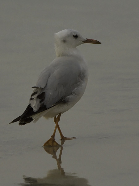 Kaitanokkalokki, Slender-billed Gull, Larus genei